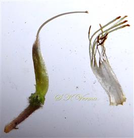  Stamens and Pistil